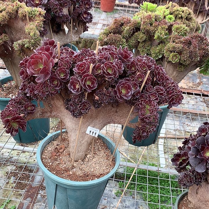 ****来111梅花朵朵一颗一