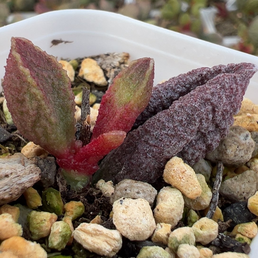 实生新品大苗多肉植物水泡