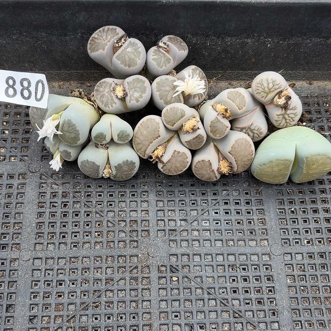 飞***天生石花一物一拍5颗880