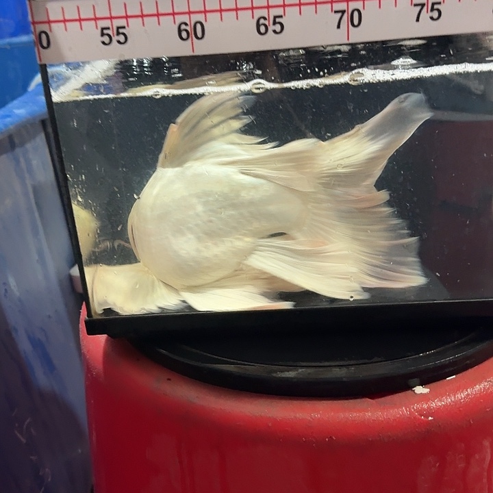 黑***哥蝴蝶鲤鱼蝴蝶鲤168包邮