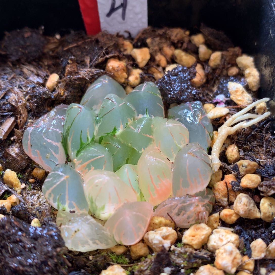 水晶灯玉露锦，带盆发货
