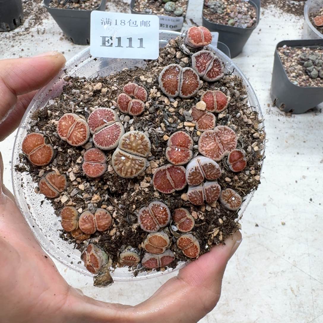 E111漂亮菊一盒。老好看了