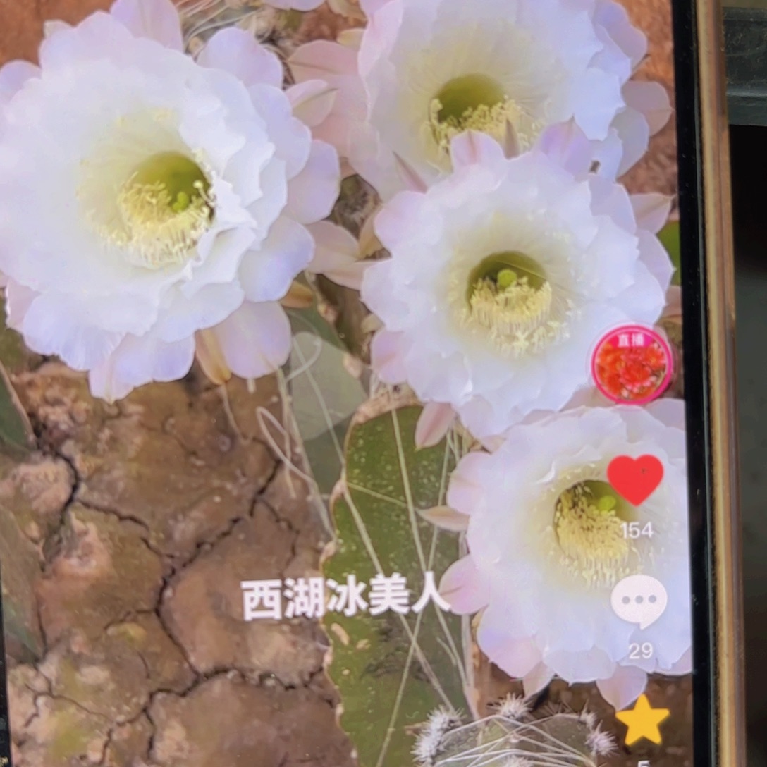 冰美人白侧牙20包邮仙人球8