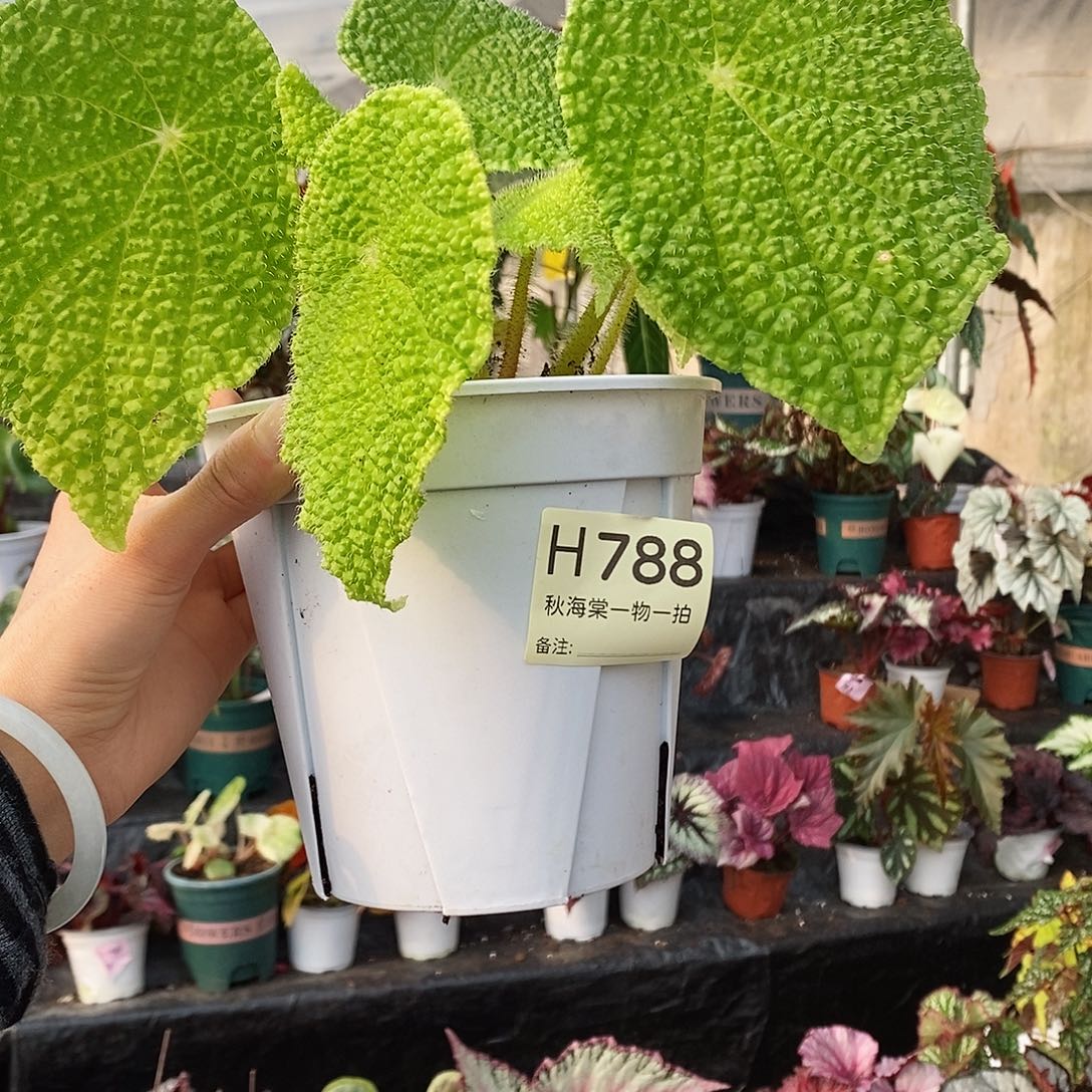 不开花植物v****家微子788