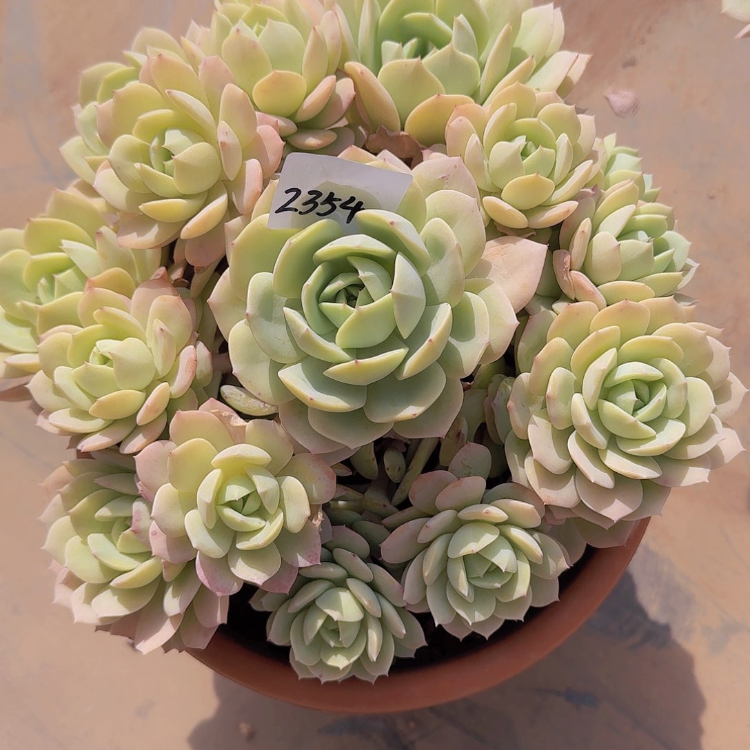 ?**?2354恋曲多肉植物