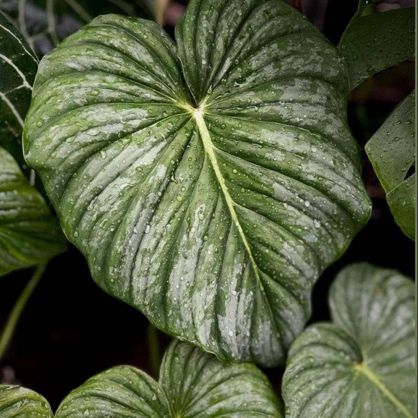【马梅·蔓绿绒】极致奢华感！室内植物自带高级绒面质感耐荫好养