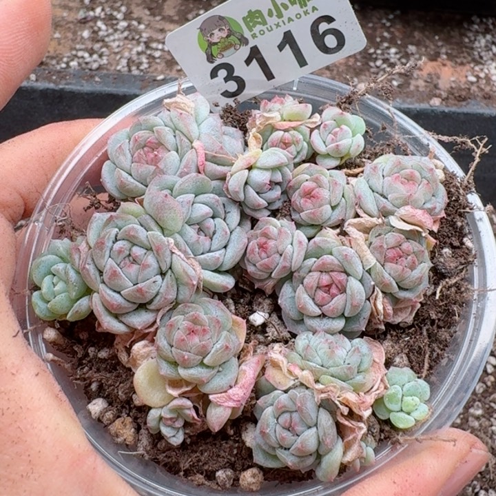 多肉植物多肉植物