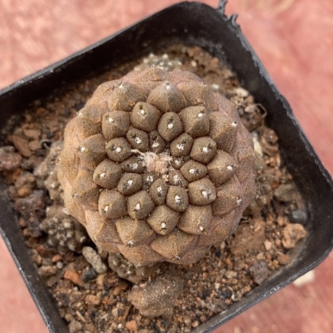 实生蜥蜴皮3仙人球