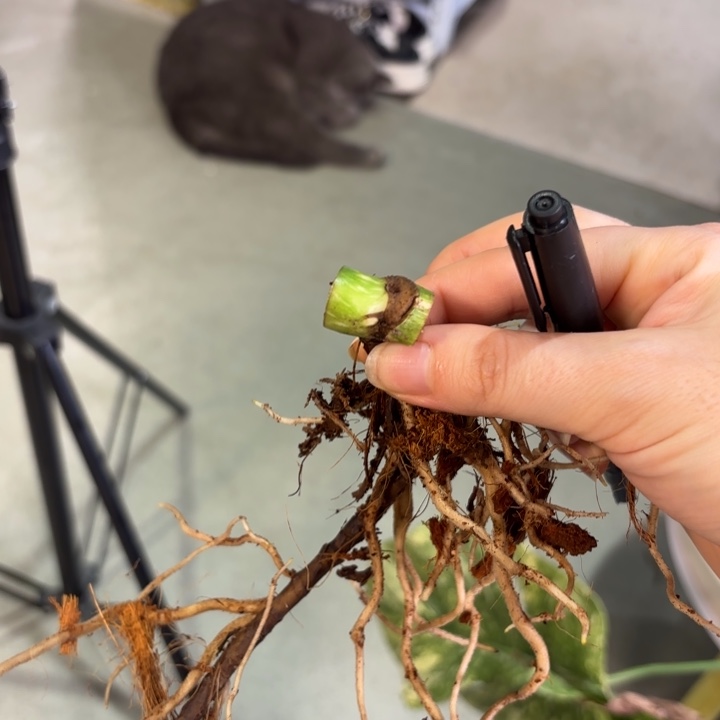 完全开放绿雪一芽
