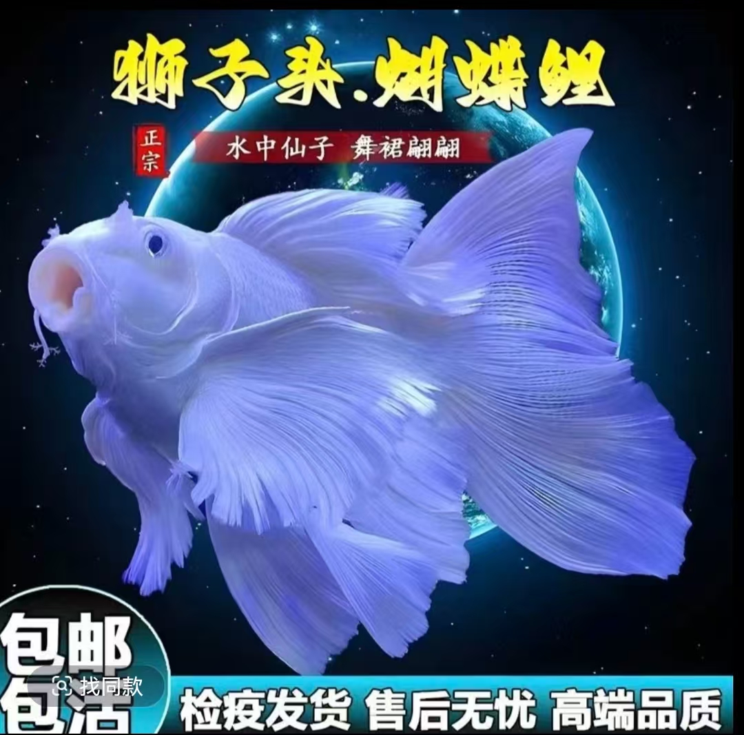 蝴蝶鲤鱼精品台系纯种短球体白色观赏鱼养殖饲养活体发货养殖