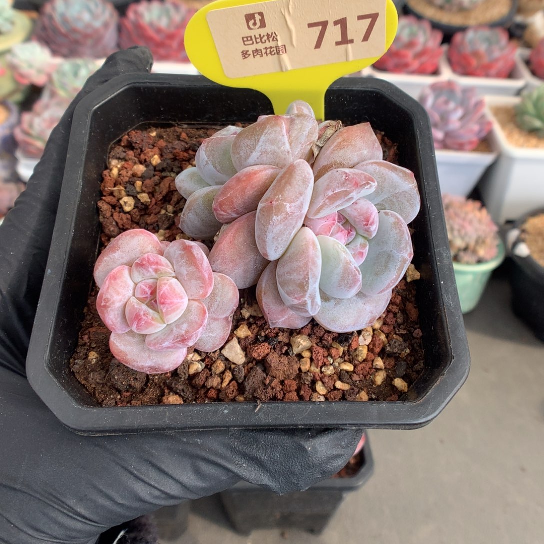 717 石榴籽星影多肉