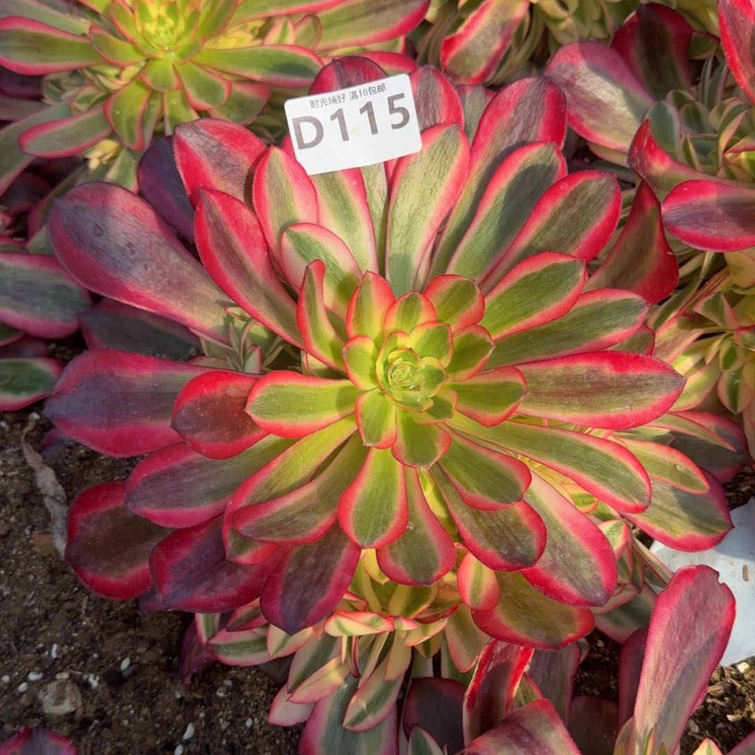 115美杜莎。多肉植物