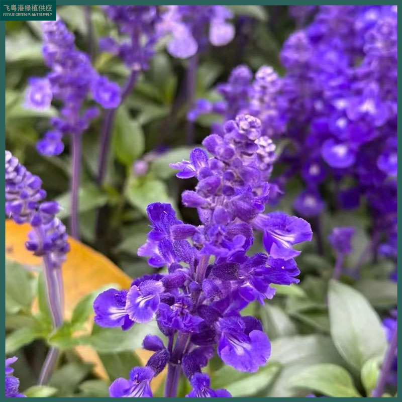 鼠尾草【花卉】莎利芳鼠尾草盆栽带花苞多年生四季开花室内室外养