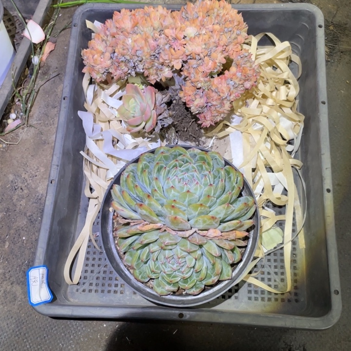 几***光多肉两颗一物一拍