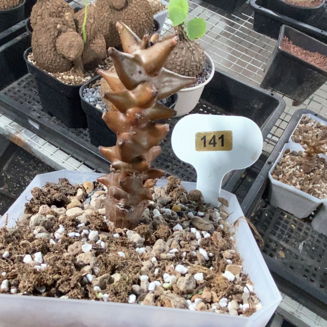 墨西哥角橄榄多肉植物