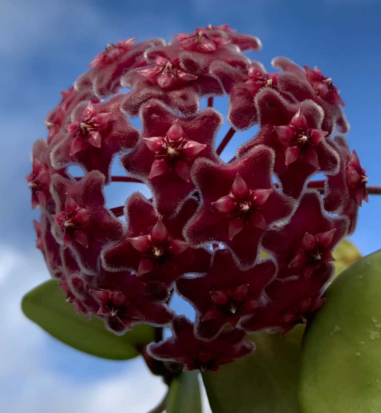 绿叶红球兰正版暗红色经典花卉室内阳台植物