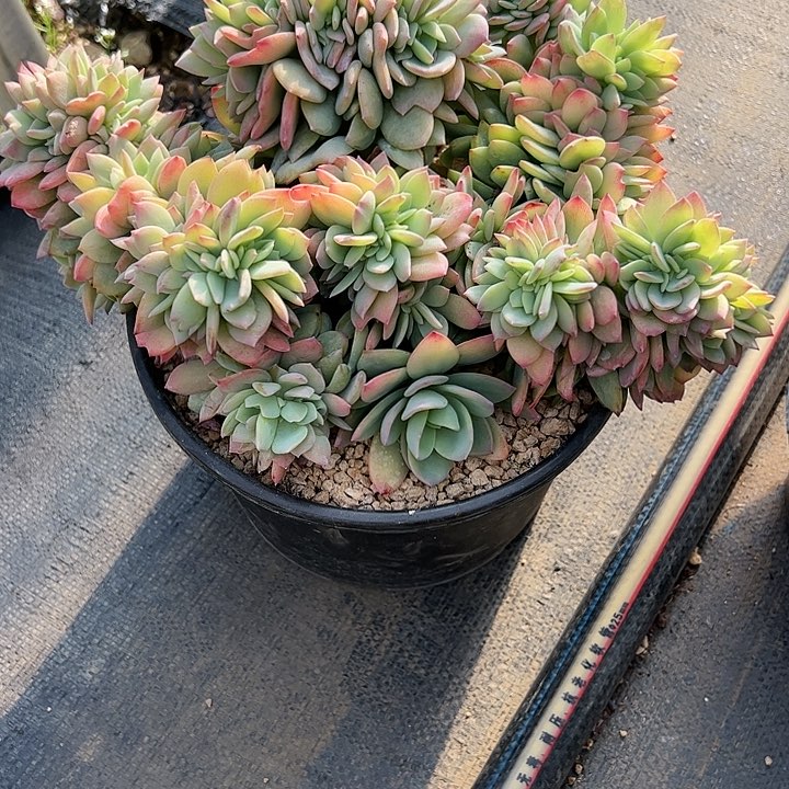 【闪购商品】雪峰缀化