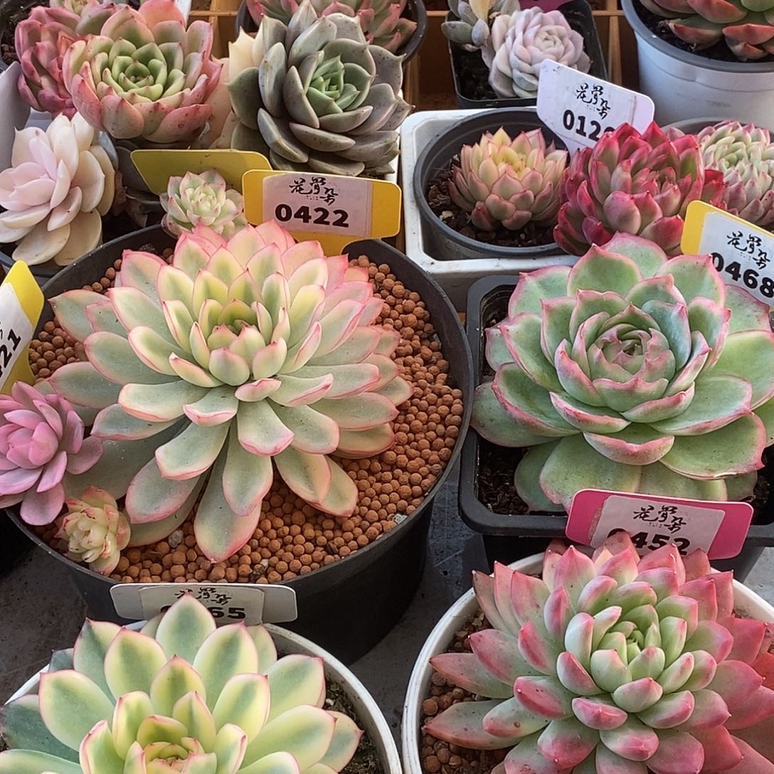 502黄玫瑰哈哈哈哈哈