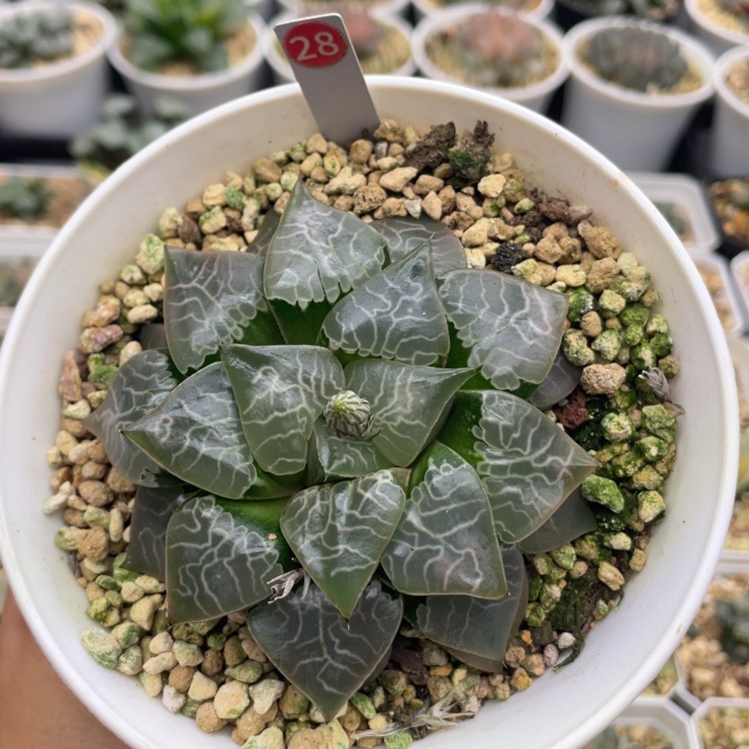 小蔡的菜园 28 火凤凰母本