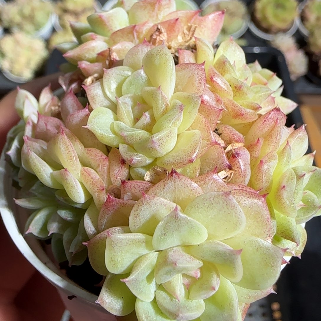 1110-----381麦秆群