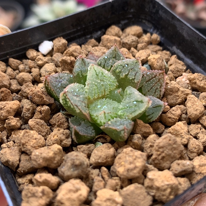 实生寿带盆土发货