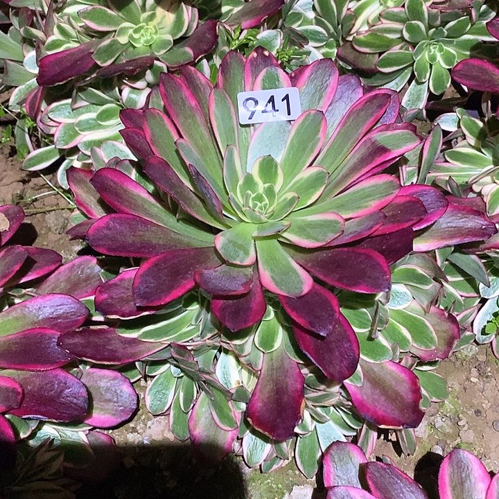 多肉植物法师941凤冠