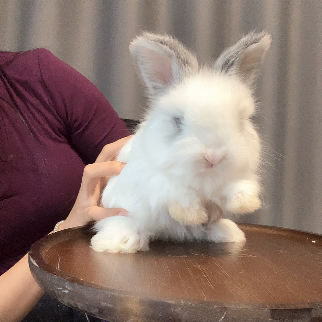 英系双血统安哥拉兔63