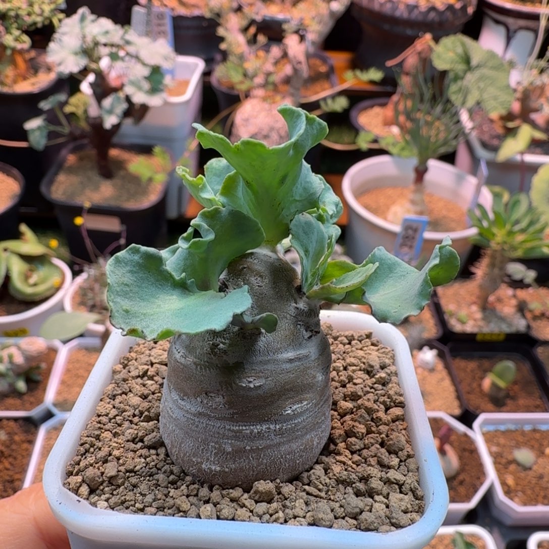 雪鹿厚墩菊843 仙人掌