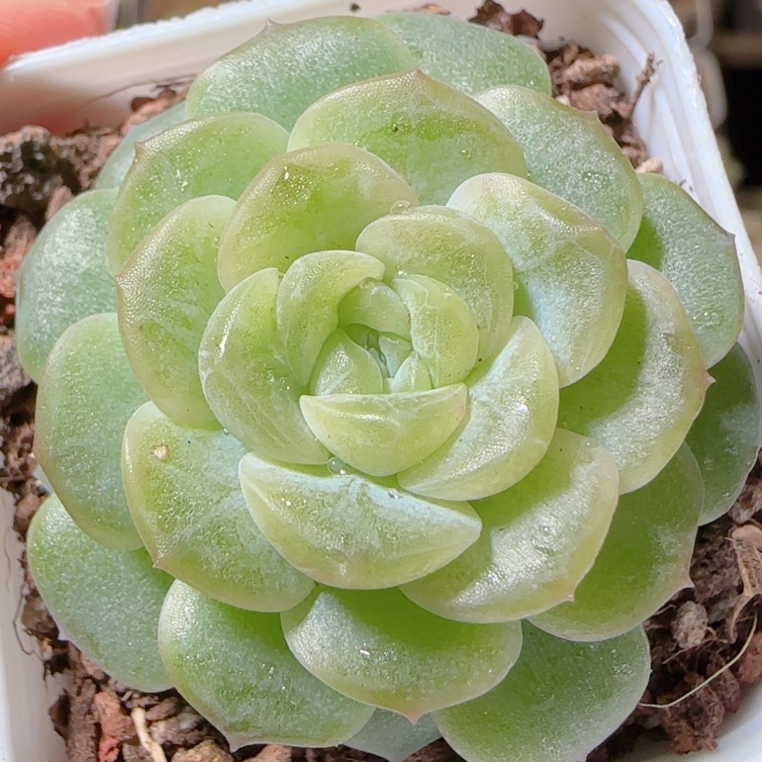 花语多肉1208-46无尽灯