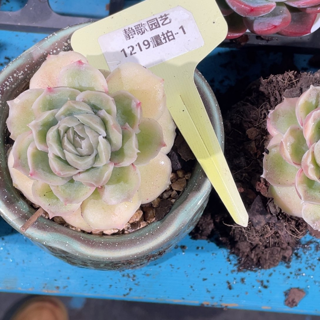 1219-1-母本大单头虾饺一颗