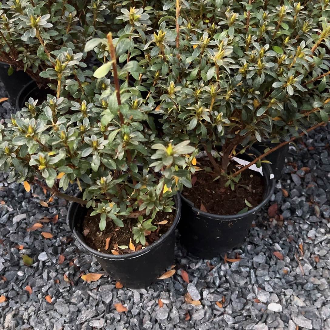 无花朵盆景皋月杜鹃小菊之舞
