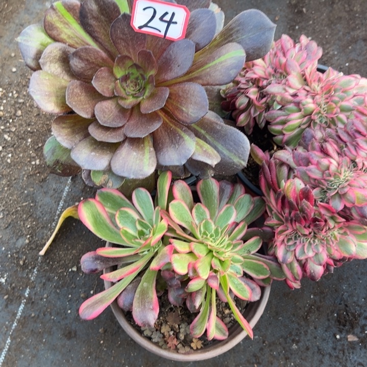 多肉植物24不售后