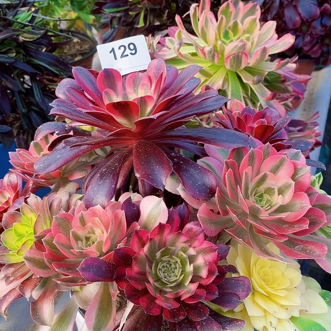 嫁接法师多肉植物129