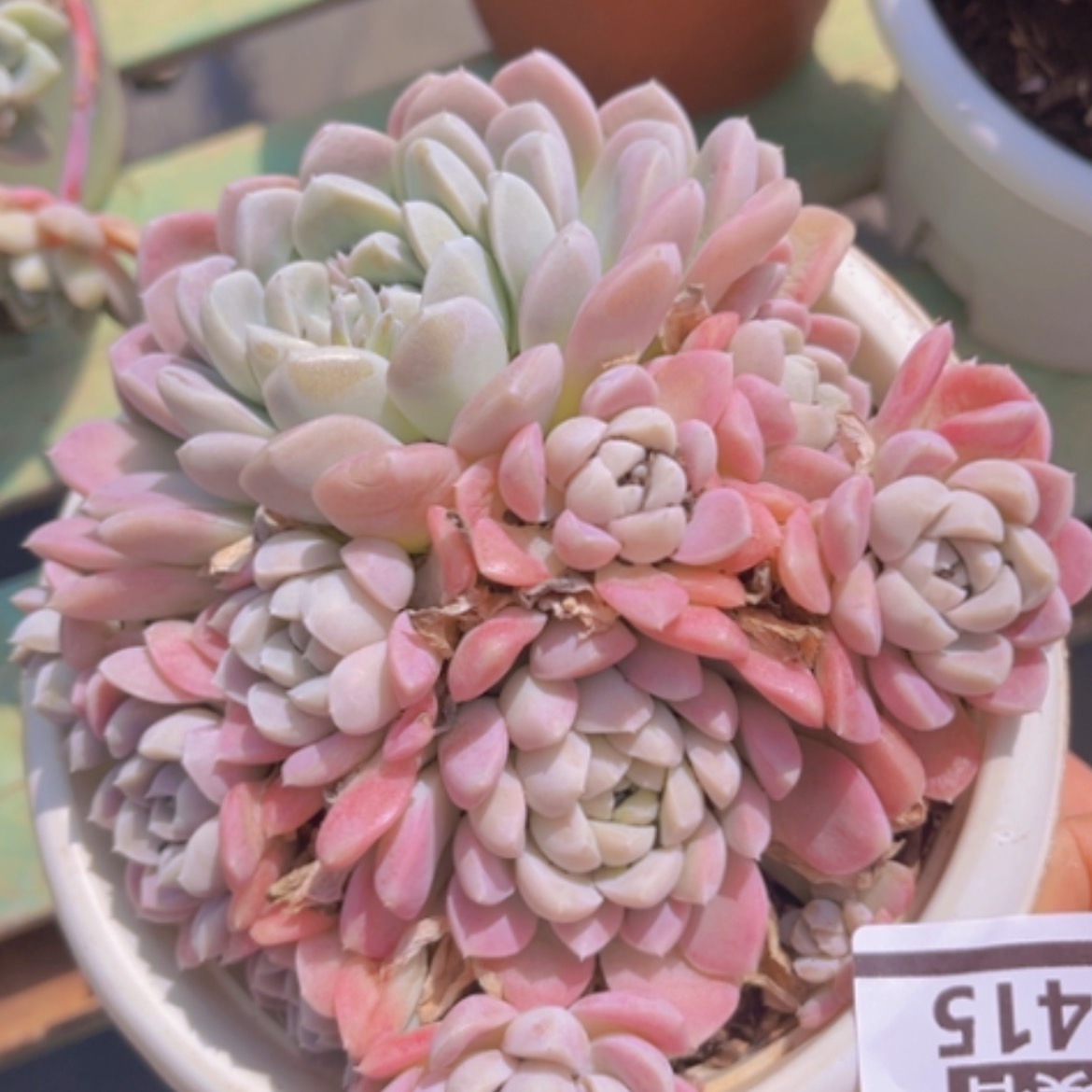 【闪购商品】奶油美人0415