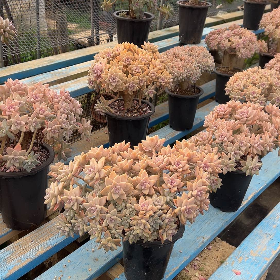 淡雪缀化裸根发货