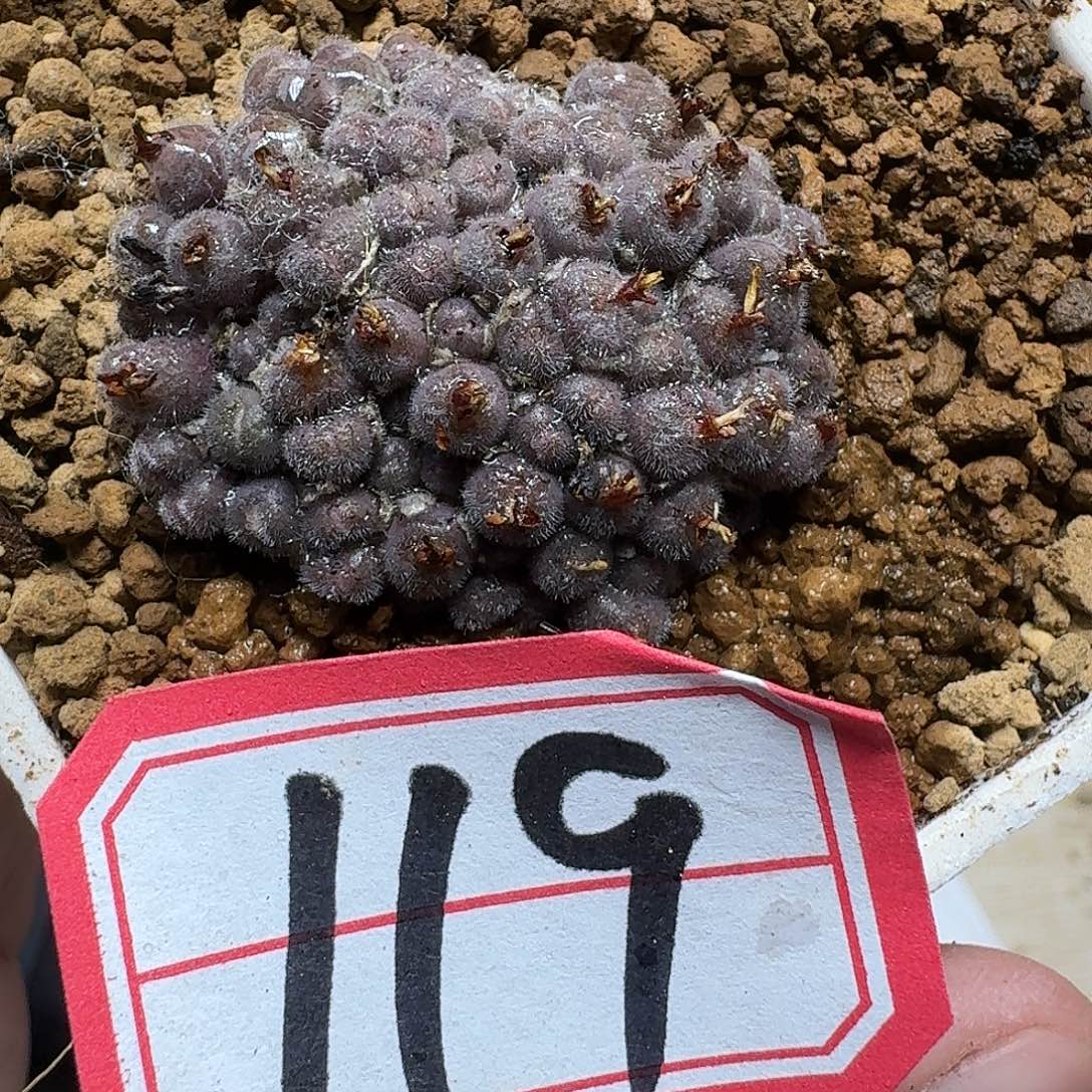 多肉植物的人生ghj