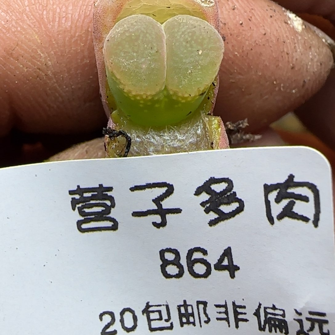 红宝石风铃。       