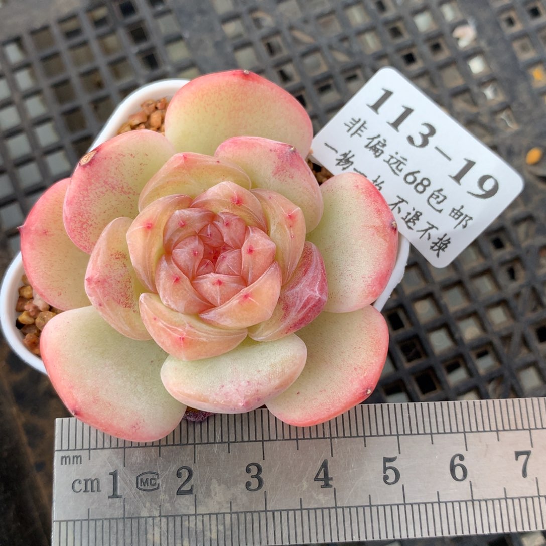 19。大富翁珍妮糖心。