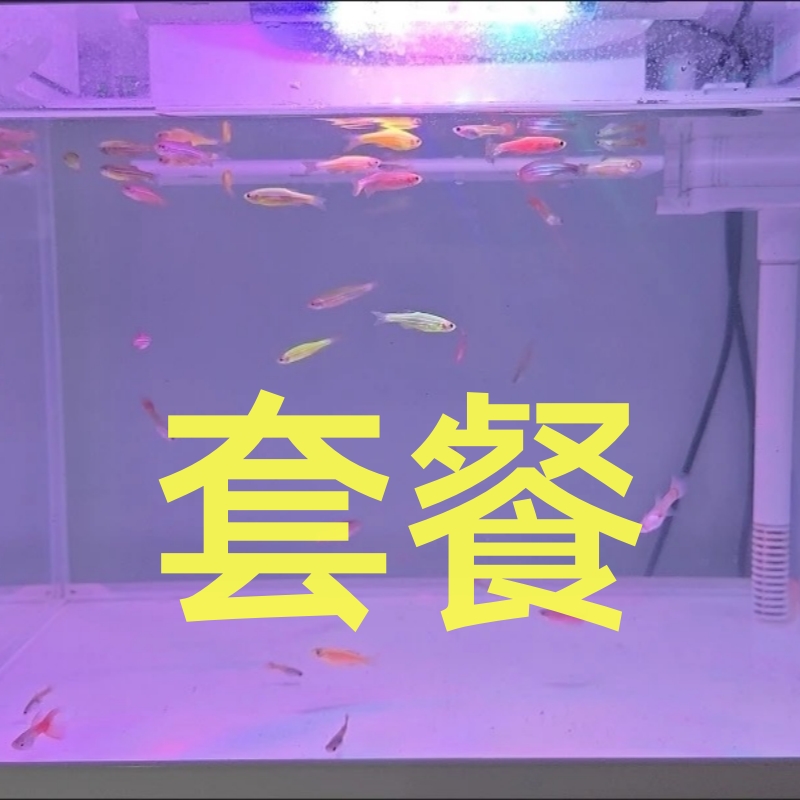 【新手推荐套餐】米奇鱼 孔雀鱼 斑马鱼