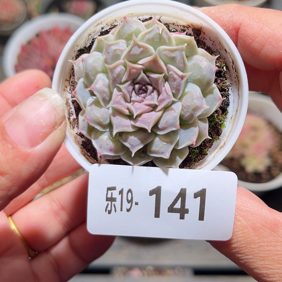 木乐19-141墨西哥之泪