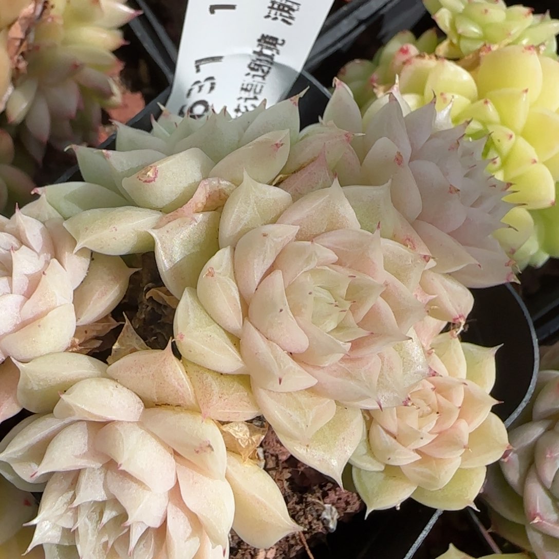 花语逸镜0130-631散