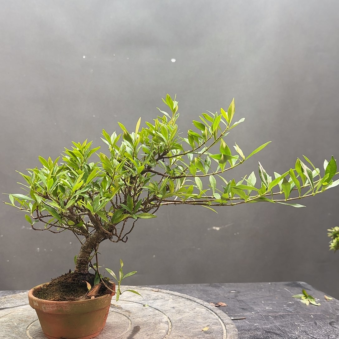 完全开放栀子花有花朵