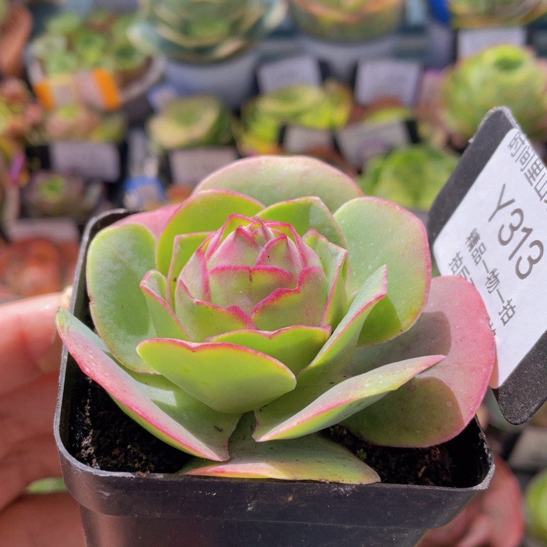 新品新年福利313一物一拍