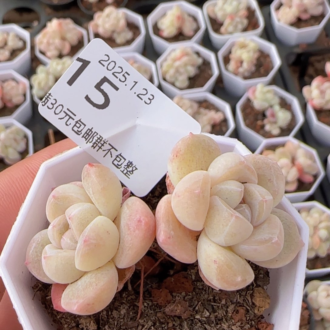 双头老桩冰玉一颗脱土