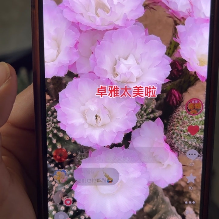 无花朵仙人球侧芽歪卓雅