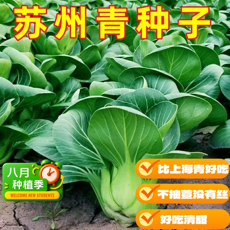 【正宗苏州青】上海青小青菜四季播油菜蔬菜南方菜阳台盆栽种植蔬菜