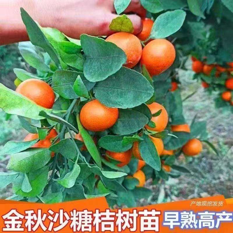 【金秋砂糖橘】正宗嫁接盆栽地栽阳台庭院种植耐寒早熟丰产苗