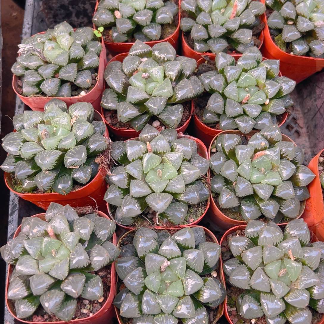 糯米玉露多肉多肉一颗