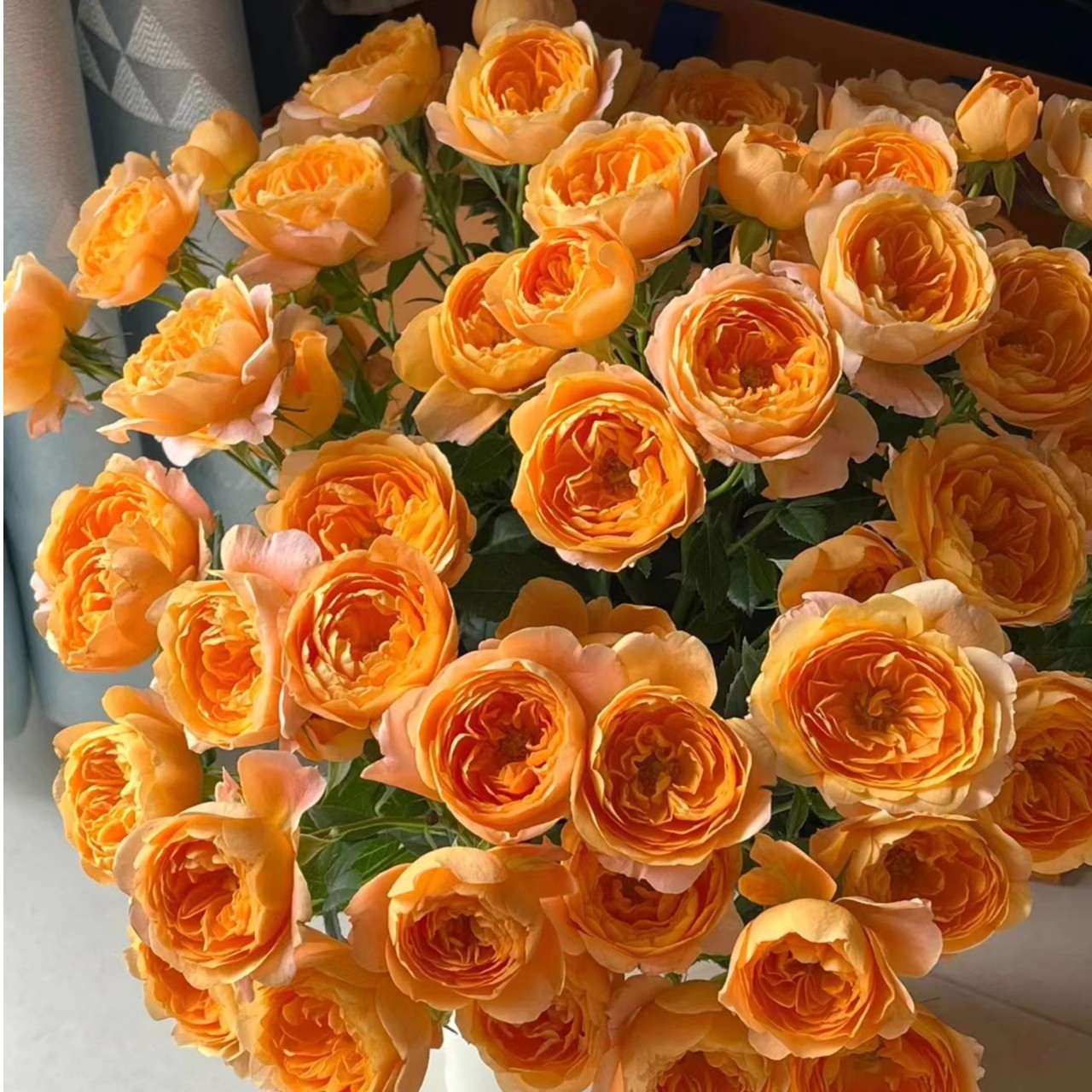 【果汁阳台】新手易养盆栽月季阳台月季庭院花卉多季节开花植物++