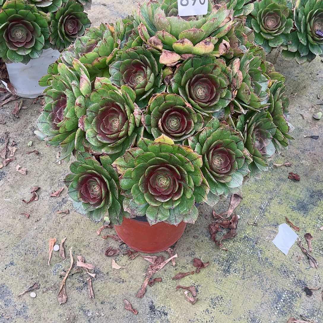 多肉植物890多肉